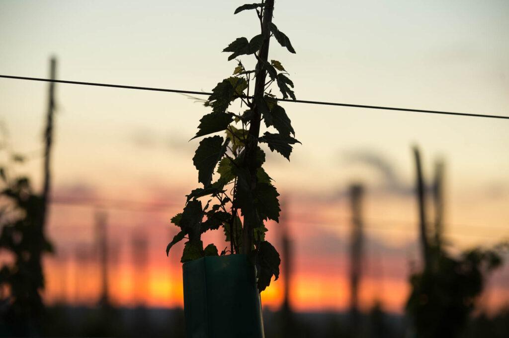 baby vine