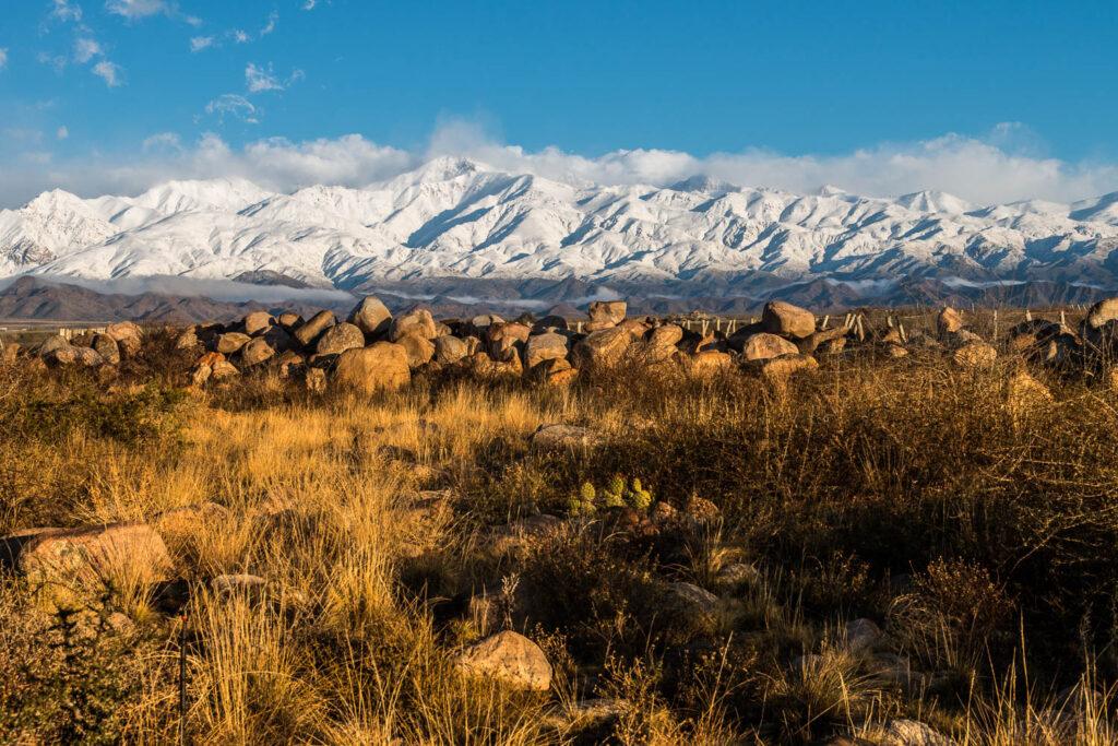 cactus boulders