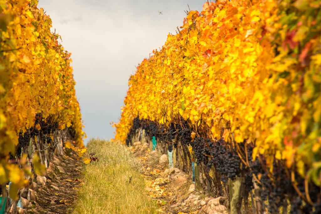 fall harvest