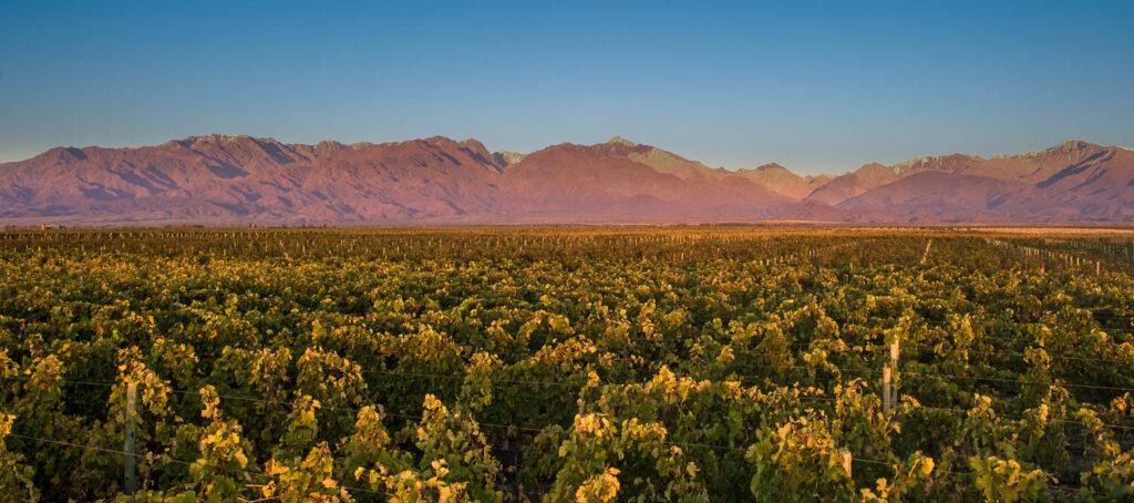 purple mtns